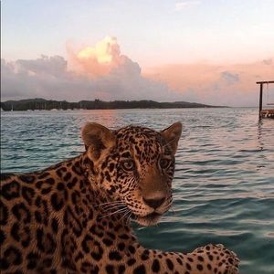 Meet your Posher, Sam